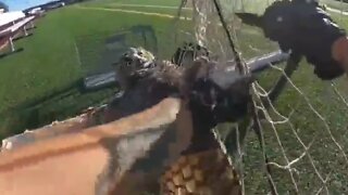 Police rescue owl trapped in soccer net