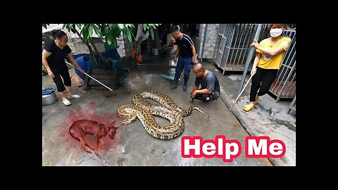 Animal Rescue Team Defeats Giant Python That Eats Dog