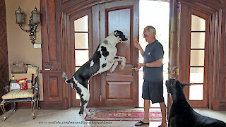 Bouncing Great Dane Can't Wait For Fried Chicken Treats