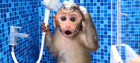 monkey baby bon bon oes to the toilet and plays with ducklings in the swimming pool