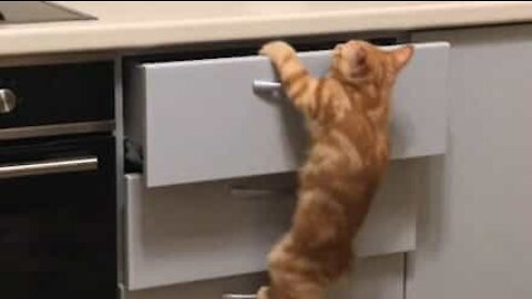 Cat climbs draw handles to reach food on worktop