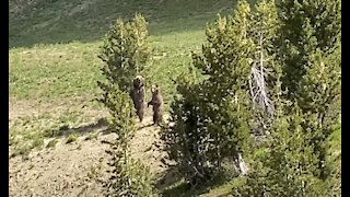 Yellowstone:Grizzly Sow and Cubs
