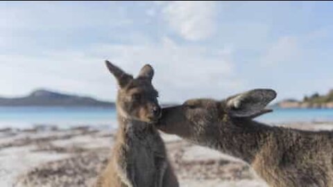 Instant de tendresse entre une maman kangourou et son petit