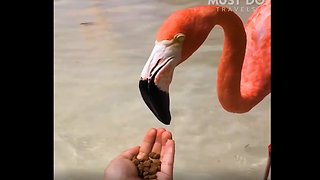 Flamingo beach at Renaissance island in Aruba