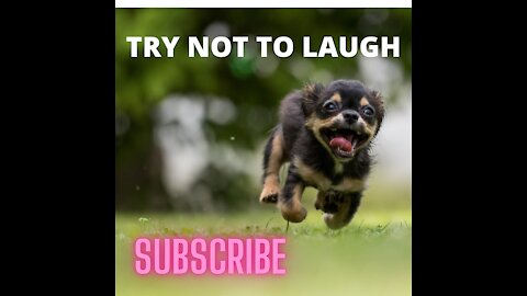 Puppy series try not lo laugh1
