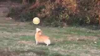 Impressive Corgi Keeps Up Balloon Like A Pro