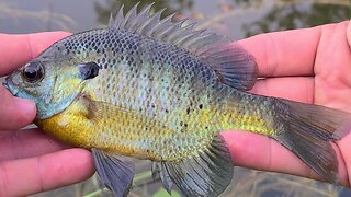 Fishing with Trout Magnet. Bluegill LOVE it!