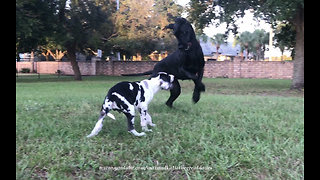 Bouncing and Pouncing Great Dane Loves to Play With Puppy