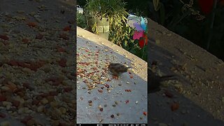 A Cute Fledgling Sparrow Visits! 🐦