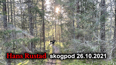 Skogpod 26. oktober: Et helt nytt territorium