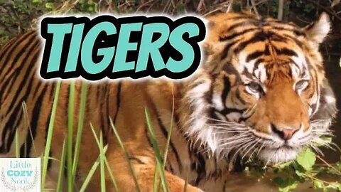 TIGERS For Kids- Educational READ ALOUD for Children