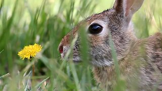 Rabbit Eats a Dandelion