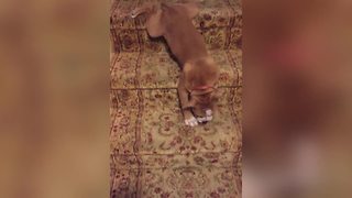 A Puppy Dog Slides Down A Flight Of Stairs On His Belly