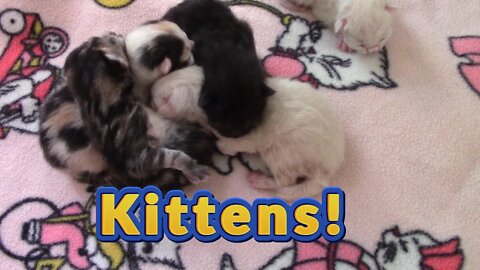 Misha Cat Had 5 Adorable Kittens! 😻