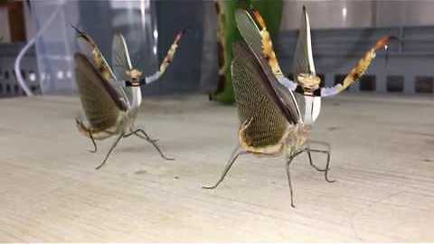Parasphendale mantis males saying hello again || Viral Video UK