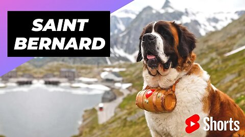 St. Bernard 🐶 One Of The Biggest Dog Breeds In The Word #shorts