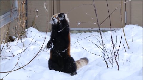 Cute red panda playing in snow