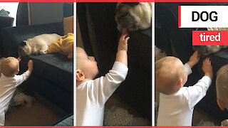 Hilarious Moment Pug Refuses To Wake Up As Toddler Yanks On His Floppy Tongue