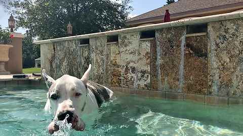 Funny Great Danes Enjoy a Drink in the Pool