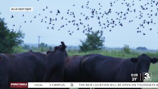 Blue Nest Beef paying attention to number of birds living on ranches