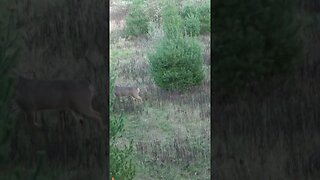 300lb North-East Buck😱#deer #shortvideo #shorts