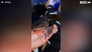 Le serpent le plus câlin du monde