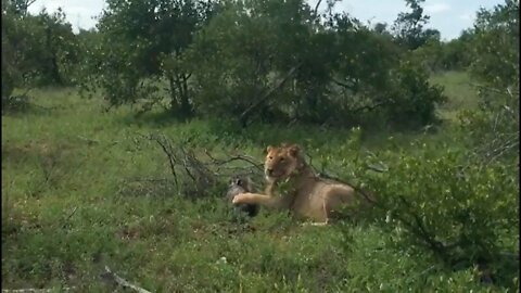 Lion doesn't know if to play with warthog or eat it