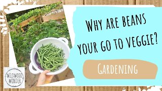 Why do you want to plant beans?