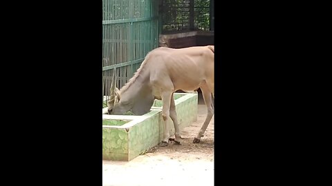 Donkey and eland eting time.