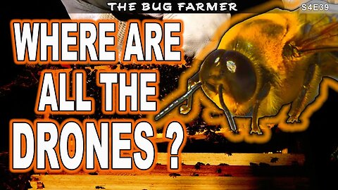 Where are all of the Drones? | Condensing beehives | #beekeeping #honey #beekeeping101 #bees
