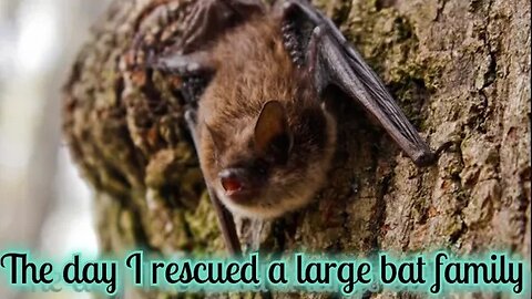 The day I saved a LARGE bat family (seriously) 🦇🦇🦇🦇🦇