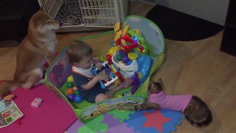 Dog, cat & baby preciously play with toys together