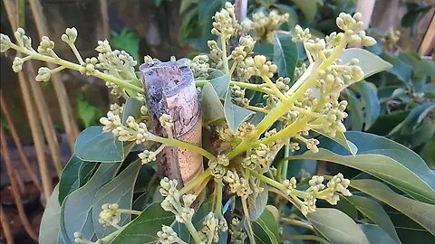 frutíferas produzindo em vaso abacate sapoti rambutam fruta pão estamos enviando para todo o Brasil