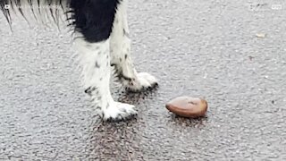 Cane buffo inventa un modo nuovo per giocare con le pietre