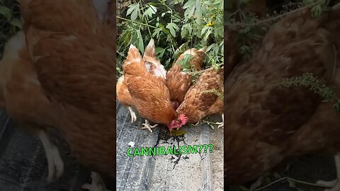 The WHOLE farm likes eggs! KINDA……🤣🤣🤣