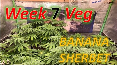 Banana Sherbet Week 7