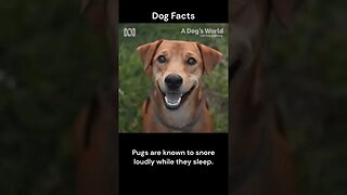 Dog Facts #shorts #youtubeshorts #dog #facts