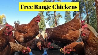 Free Range Chickens