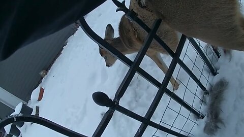 Police Rescue Deer Stuck Behind Bars
