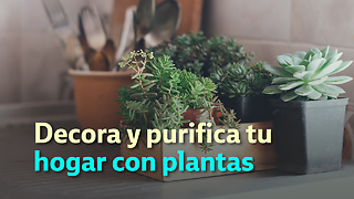 Decora y purifica tu hogar con plantas