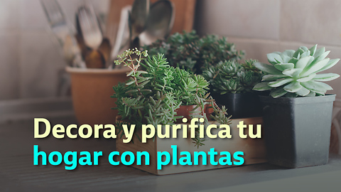 Decora y purifica tu hogar con plantas
