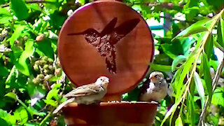 IECV NV #150 - 👀 Sparrows Eating At The Hummingbird Feeder 6-13-2016