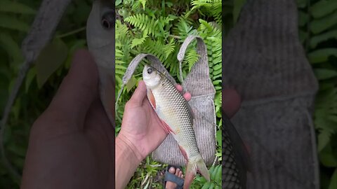 Pond fishing in the village 🥰 #northeastindia #arunachalpradesh #nature #viralvideos #trending