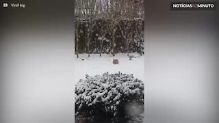 Raposa se diverte na neve com brinquedo de cachorro