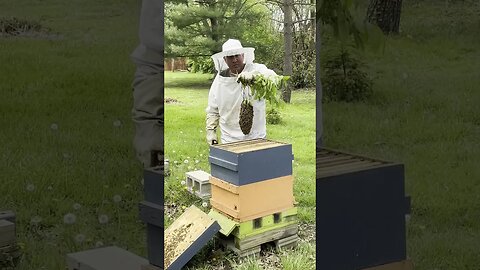 #SHORTS - A SMALL HONEY BEE SWARM CAPTURE - APRIL 29, 2023