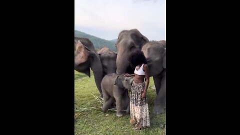 Elephant trying to Cuddle the girl