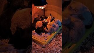 10 Baby Goats Sleep While the Rain Falls on the Tin Roof #babygoats #farmlife #nigeriandwarf