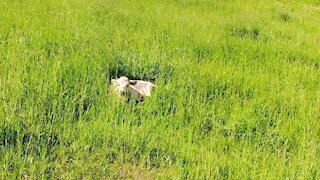 Concerned farmer uses drone to check on sick calf