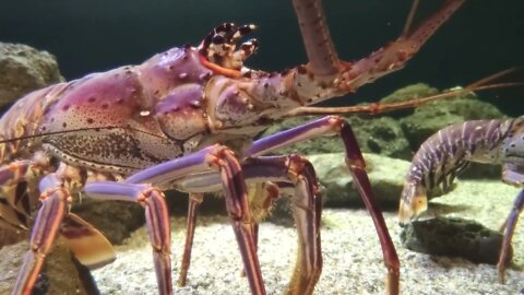 Giant Lobster on the sea floor close up
