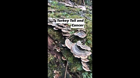 Turkey Tail and CANCER (Trametes versicolor) #survival #Newzealand